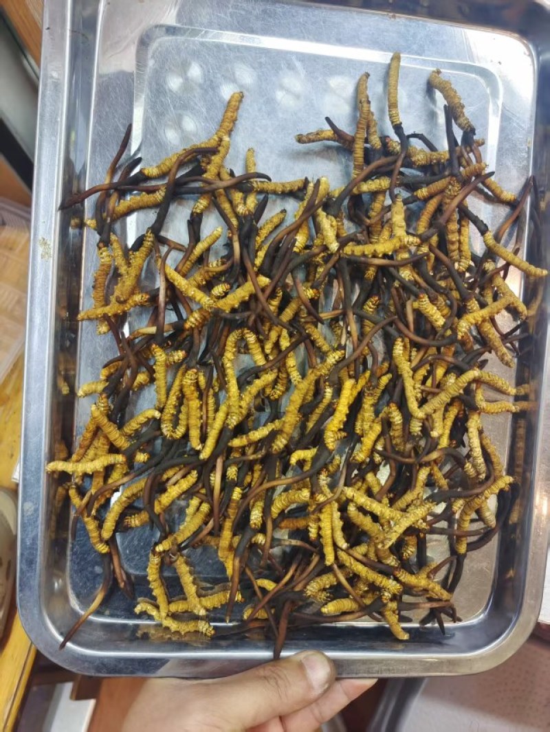 青海果洛冬虫夏草雪域圣品现采直发**野生滋养臻选