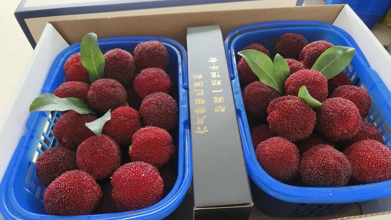 仙居杨梅，大量上市，一件代发，顺丰冷链运输，欢迎咨询购买