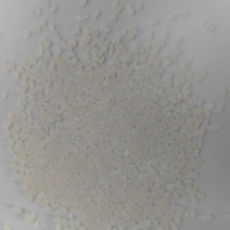 大量供应珍珠米口感佳常年供应详情可电联