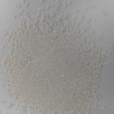 大量供应珍珠米口感佳常年供应详情可电联