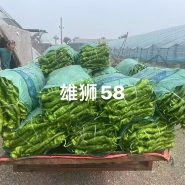 螺丝椒苗雄狮58世纪全螺辣椒苗品质保证
