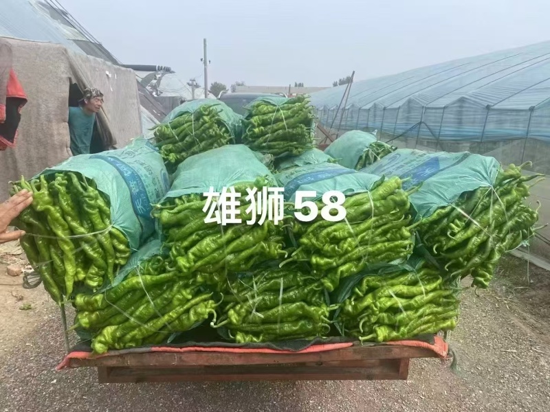 螺丝椒苗雄狮58世纪全螺辣椒苗品质保证