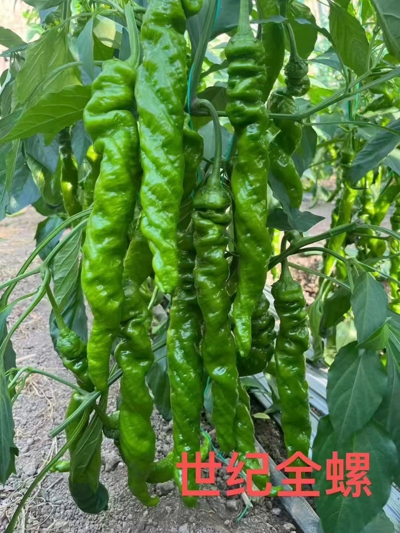 螺丝椒苗雄狮58世纪全螺辣椒苗品质保证