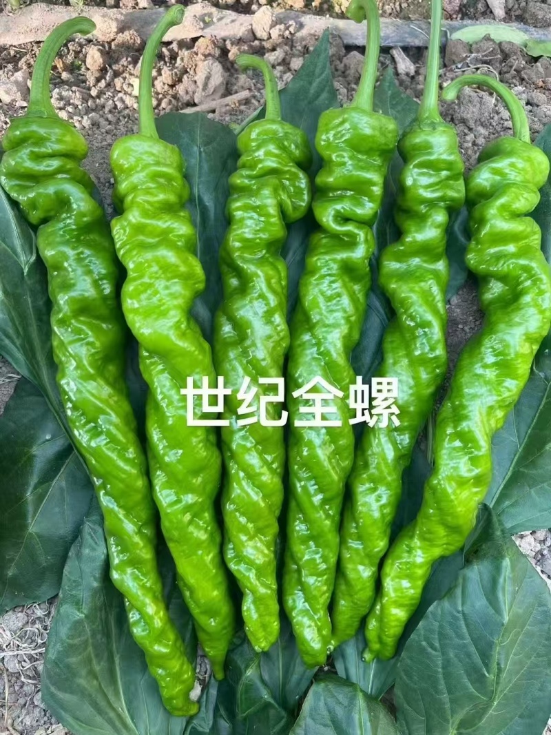 螺丝椒苗雄狮58世纪全螺辣椒苗品质保证