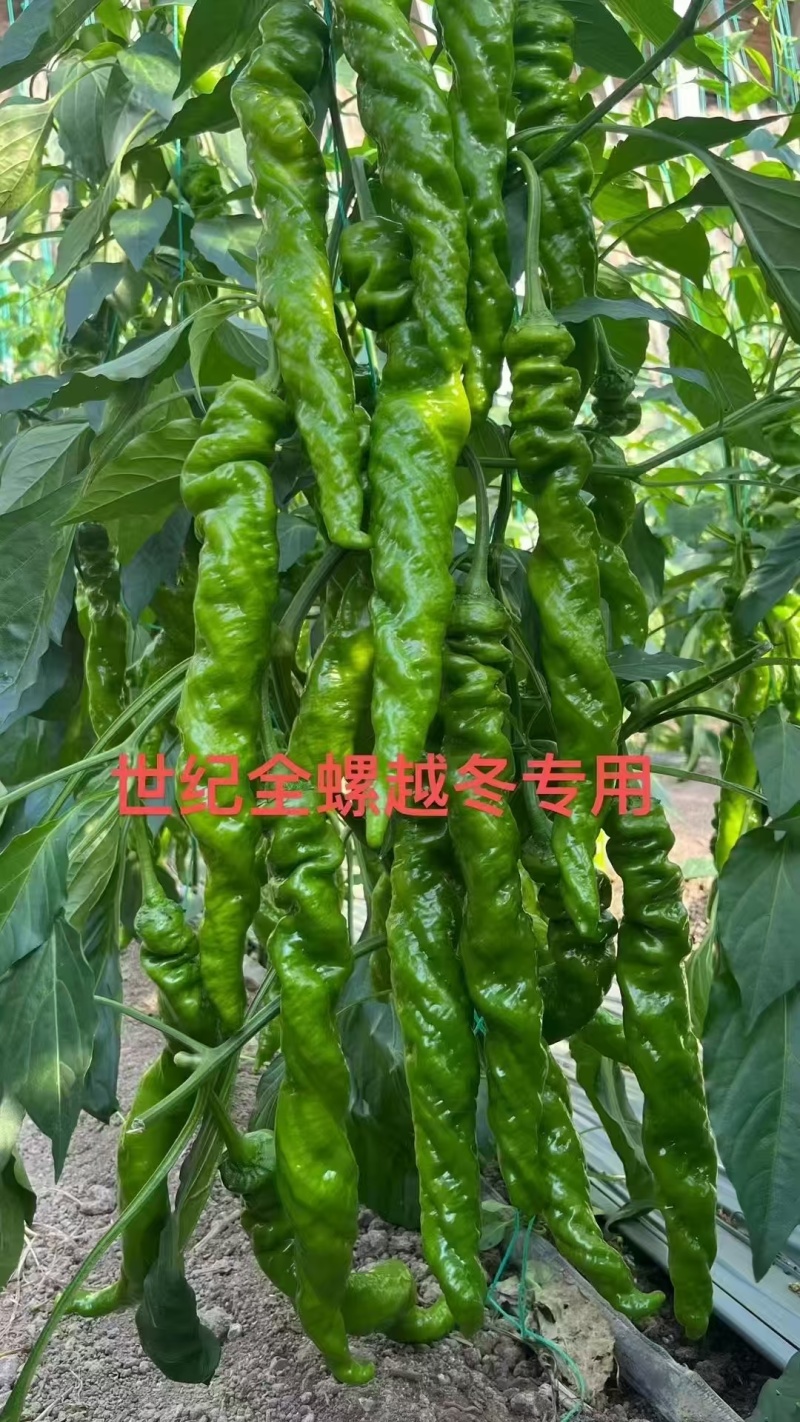 螺丝椒苗雄狮58世纪全螺辣椒苗品质保证