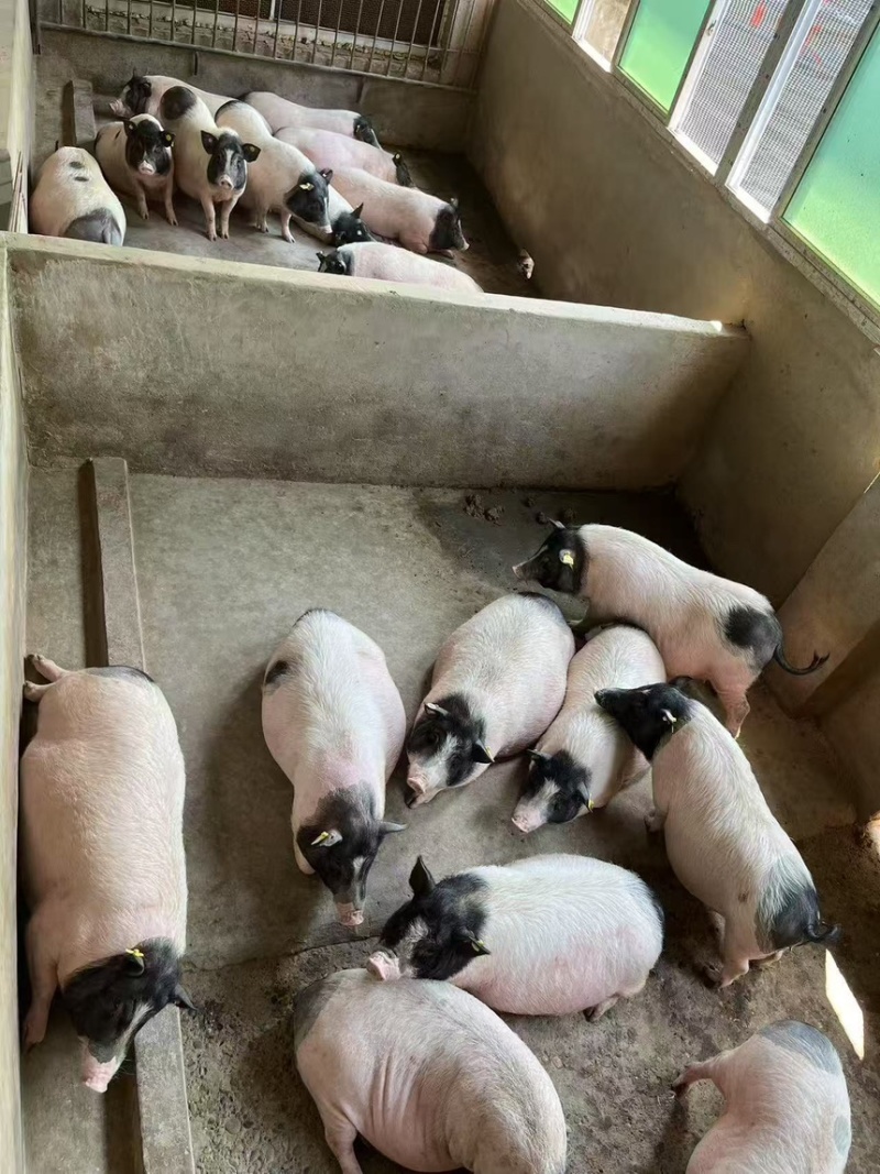 巴马香猪小香猪保质保量全国发货可视频看货