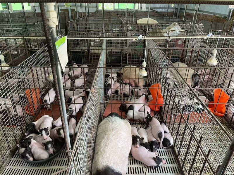 巴马香猪小香猪保质保量全国发货可视频看货