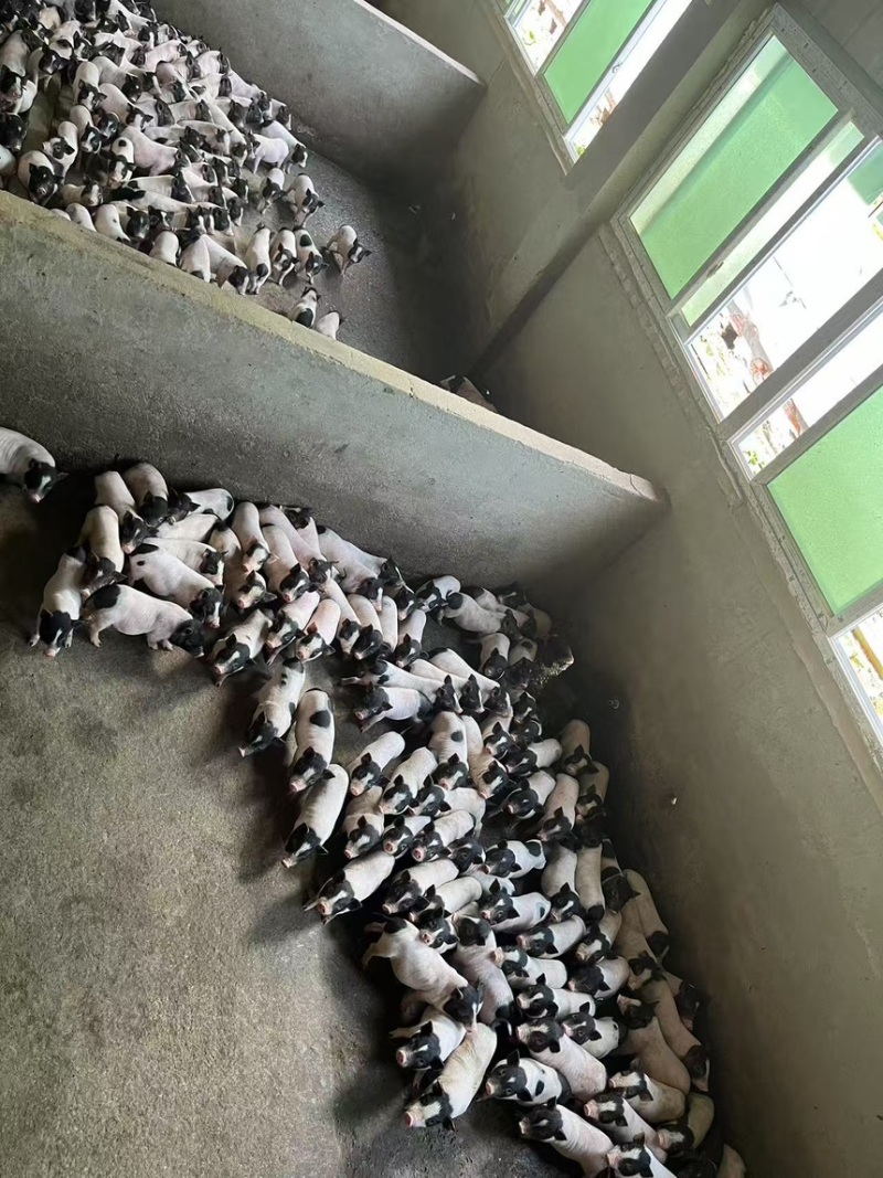 巴马香猪小香猪保质保量全国发货可视频看货