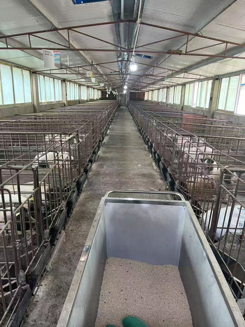巴马香猪小香猪保质保量全国发货可视频看货