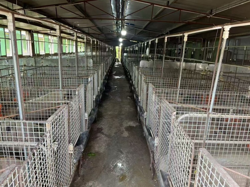 巴马香猪小香猪保质保量全国发货可视频看货