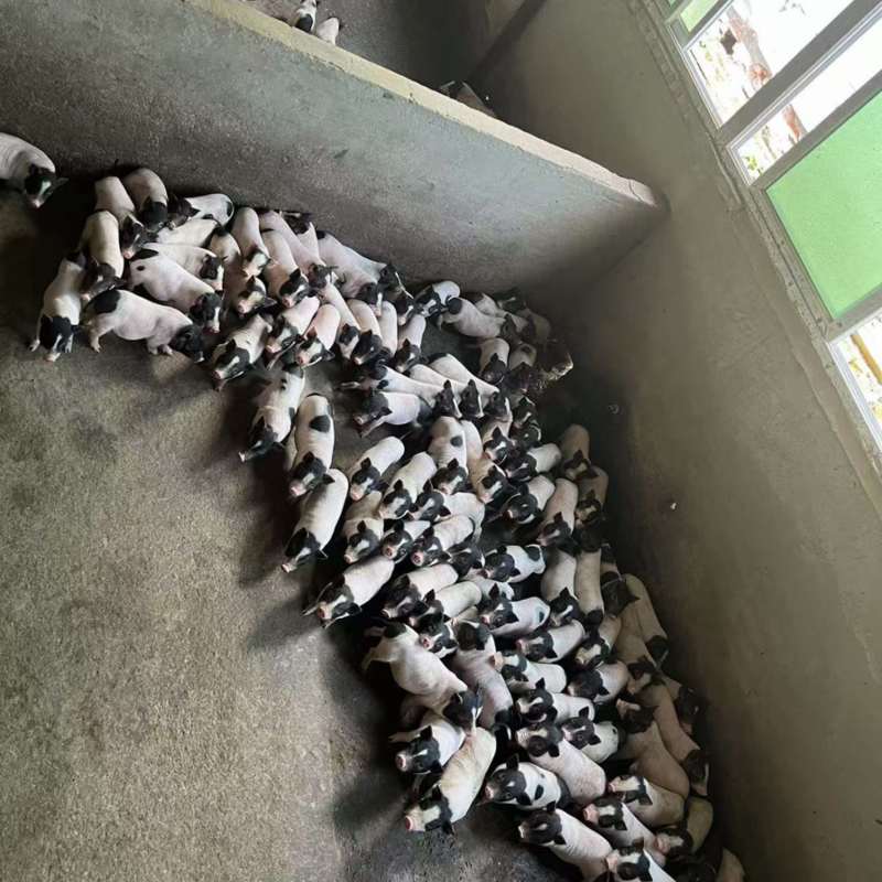 巴马香猪迷你香猪宠物猪猪苗基地直发包成活