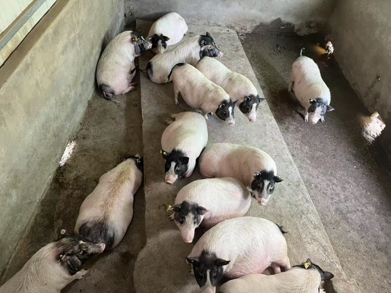 巴马香猪迷你香猪宠物猪猪苗基地直发包成活