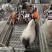 巴马香猪迷你香猪宠物猪猪苗基地直发包成活