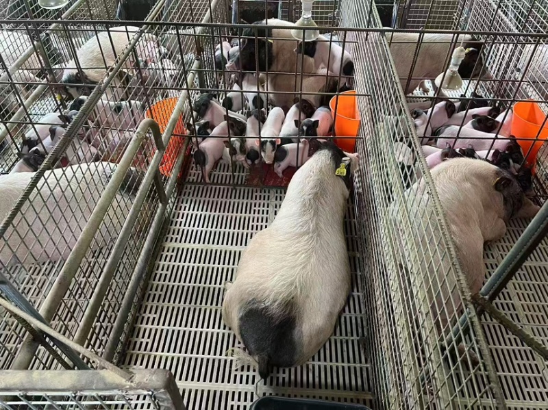 巴马香猪迷你香猪宠物猪猪苗基地直发包成活