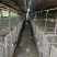 巴马香猪迷你香猪宠物猪猪苗基地直发包成活