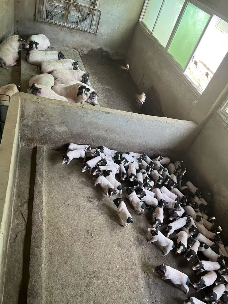 巴马香猪迷你香猪宠物猪猪苗基地直发包成活