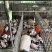 巴马香猪迷你香猪宠物猪猪苗基地直发包成活
