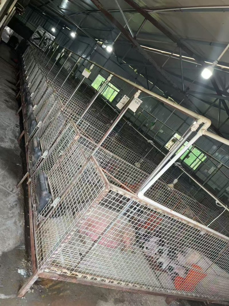 巴马香猪迷你香猪宠物猪猪苗基地直发包成活