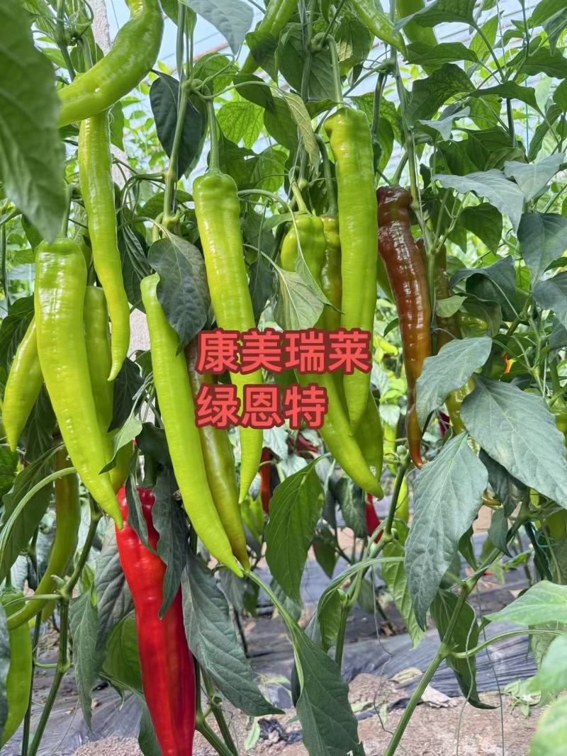 【热销】尖椒苗红辣椒苗绿辣椒苗苗圃直发量大从优