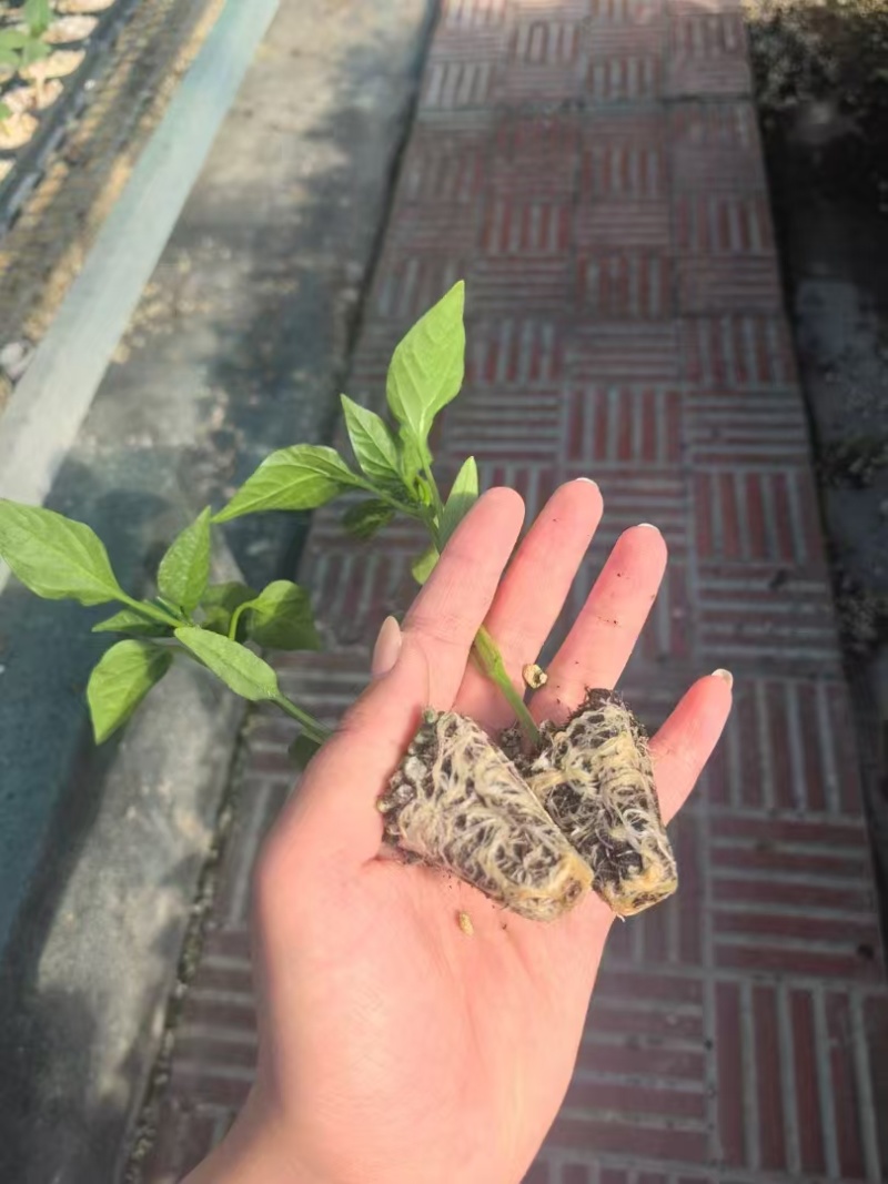 【热销】尖椒苗红辣椒苗绿辣椒苗苗圃直发量大从优