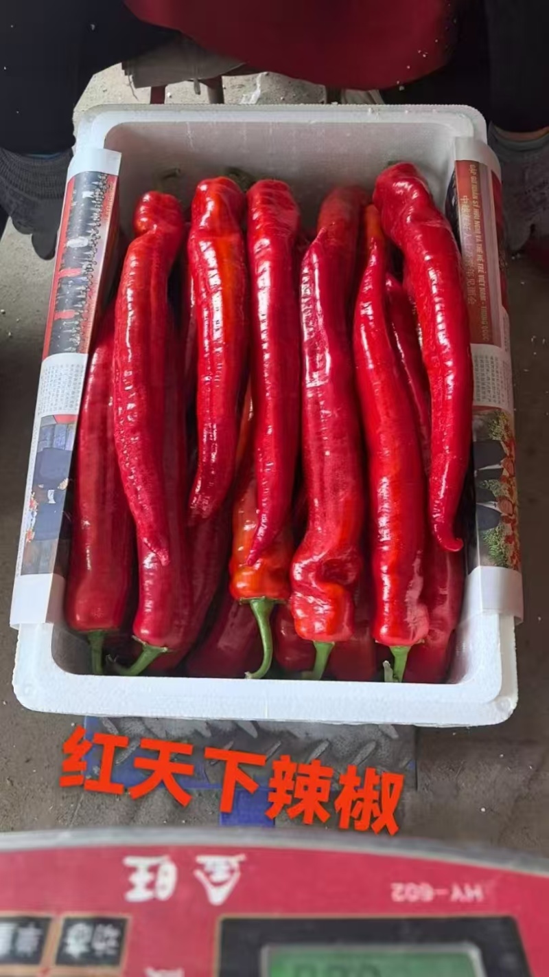 【热销】尖椒苗红辣椒苗绿辣椒苗苗圃直发量大从优