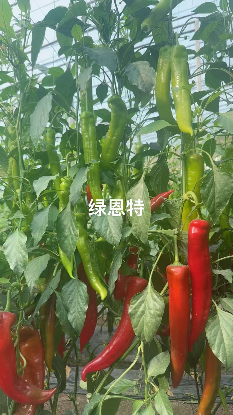【热销】尖椒苗红辣椒苗绿辣椒苗苗圃直发量大从优