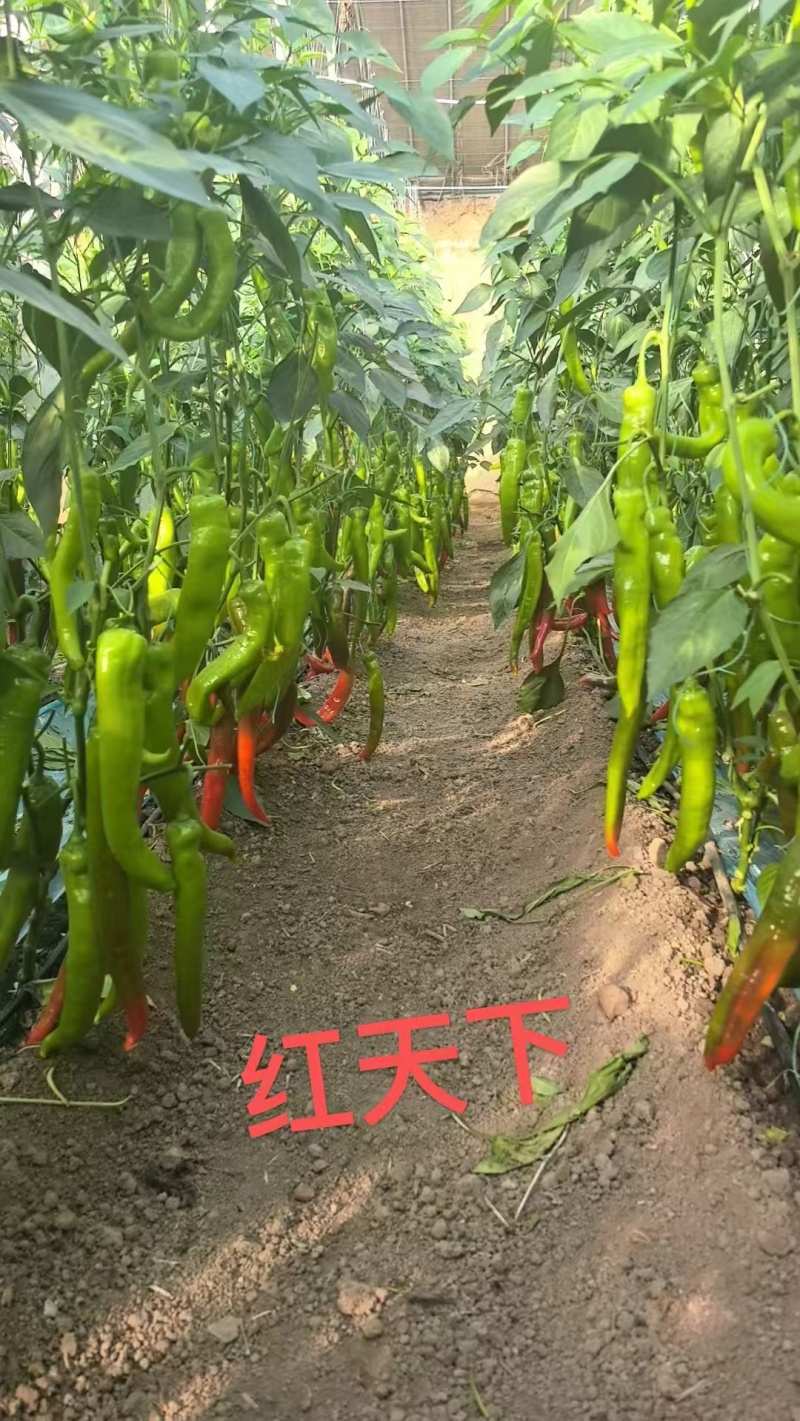 【热销】尖椒苗红辣椒苗绿辣椒苗苗圃直发量大从优