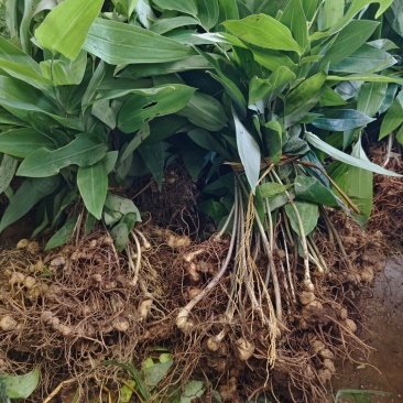 正宗多花姜型黄精药典品种