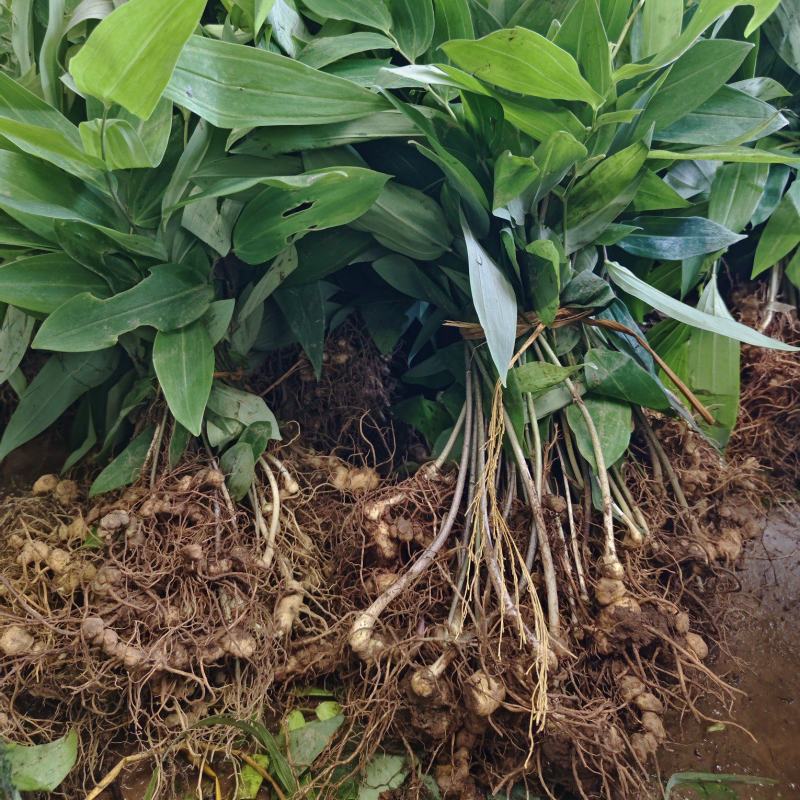 正宗多花姜型黄精药典品种