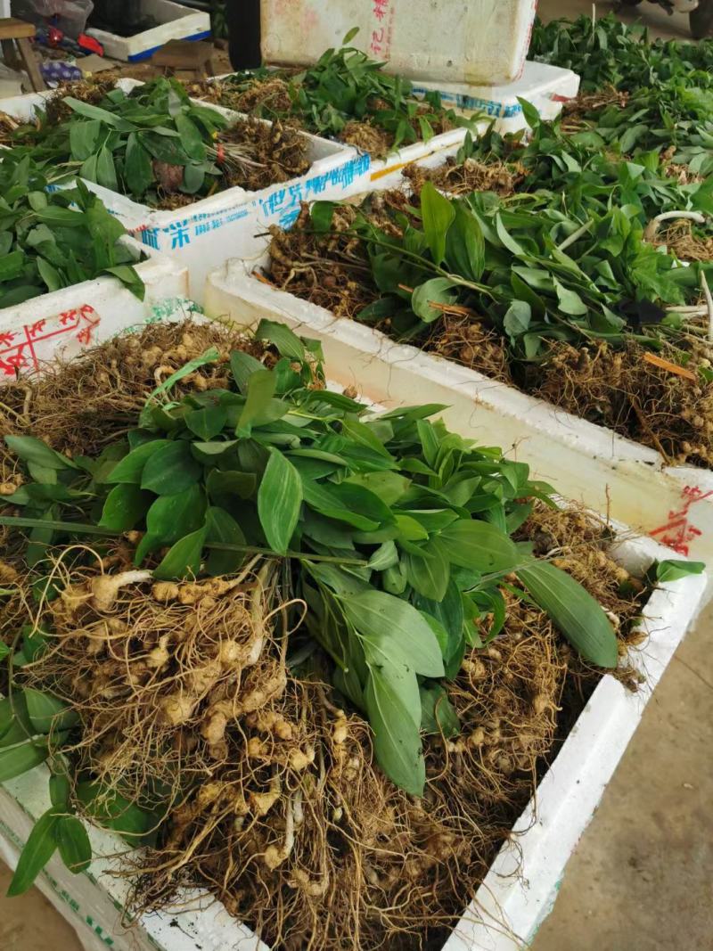 正宗多花姜型黄精药典品种