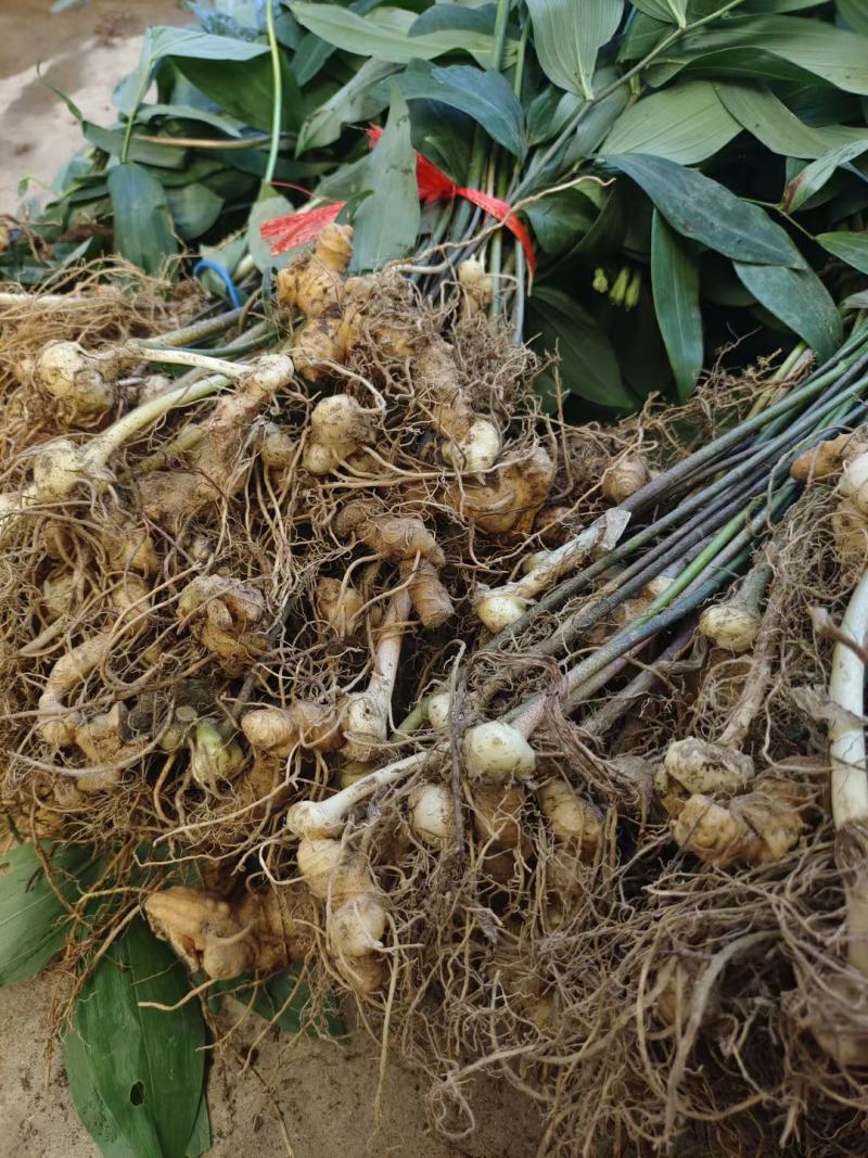 正宗多花姜型黄精药典品种