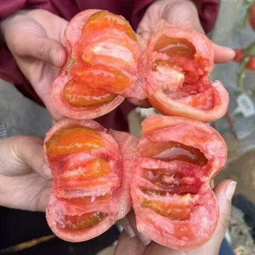 口感番茄苗沙瓤西红柿苗耐寒抗死棵口感柿子苗
