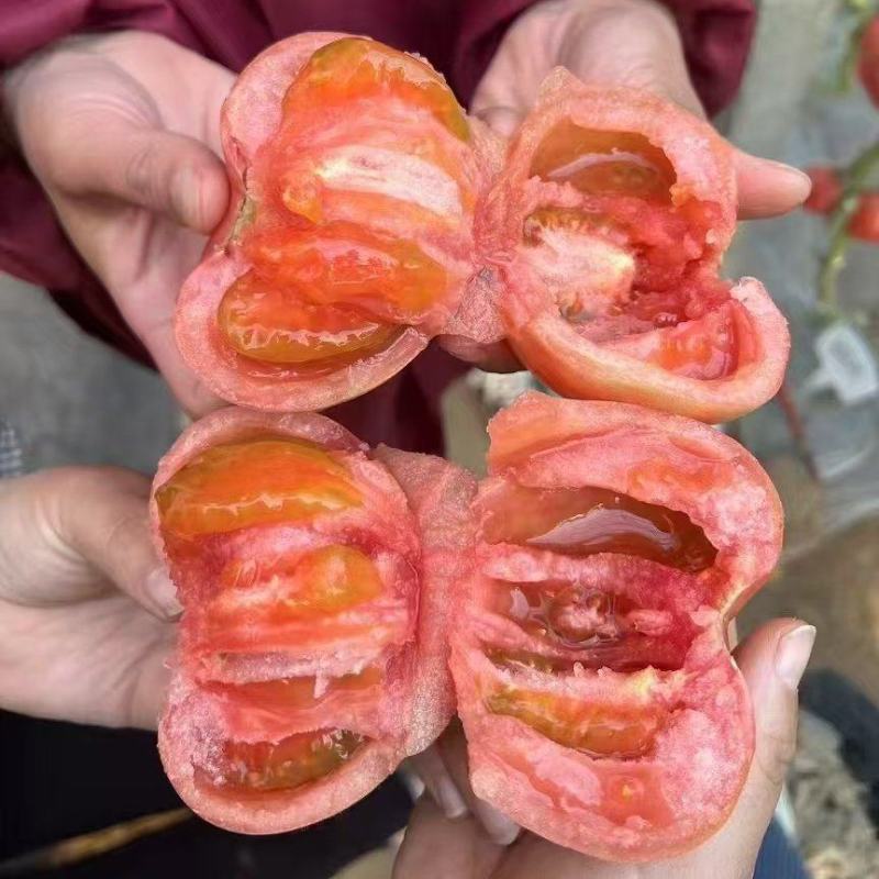 口感番茄苗沙瓤西红柿苗耐寒抗死棵口感柿子苗