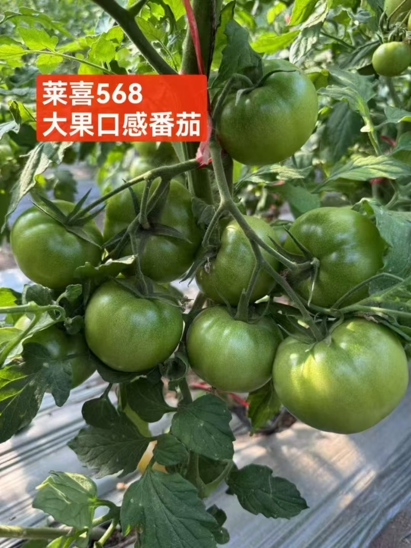 口感番茄苗沙瓤西红柿苗耐寒抗死棵口感柿子苗