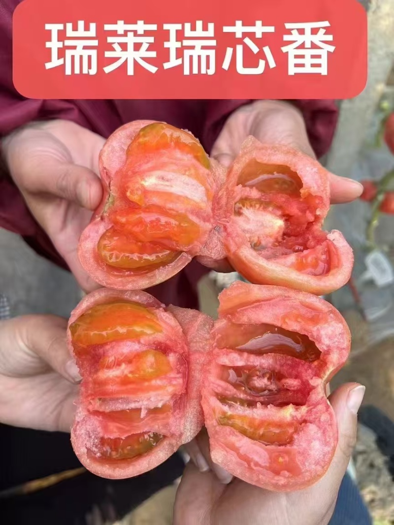 口感番茄苗沙瓤西红柿苗耐寒抗死棵口感柿子苗