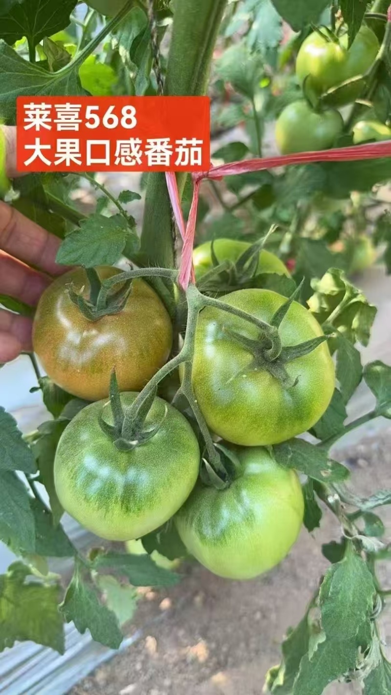 口感番茄苗沙瓤西红柿苗耐寒抗死棵口感柿子苗