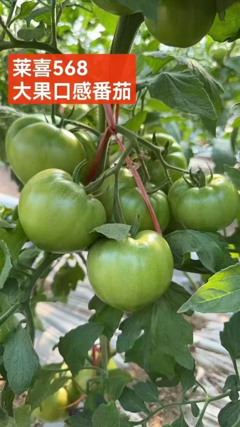 口感番茄苗沙瓤西红柿苗耐寒抗死棵口感柿子苗