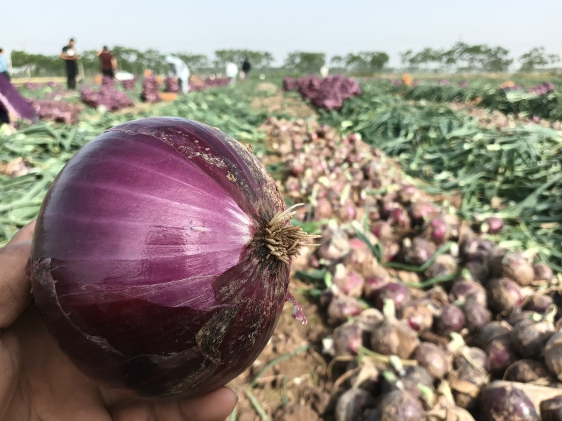 洋葱现场考察现场发货，保质保量货源稳定，找蔬菜选佳联……
