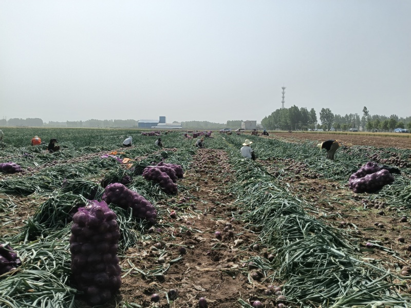 洋葱现场考察现场发货，保质保量货源稳定，找蔬菜选佳联……