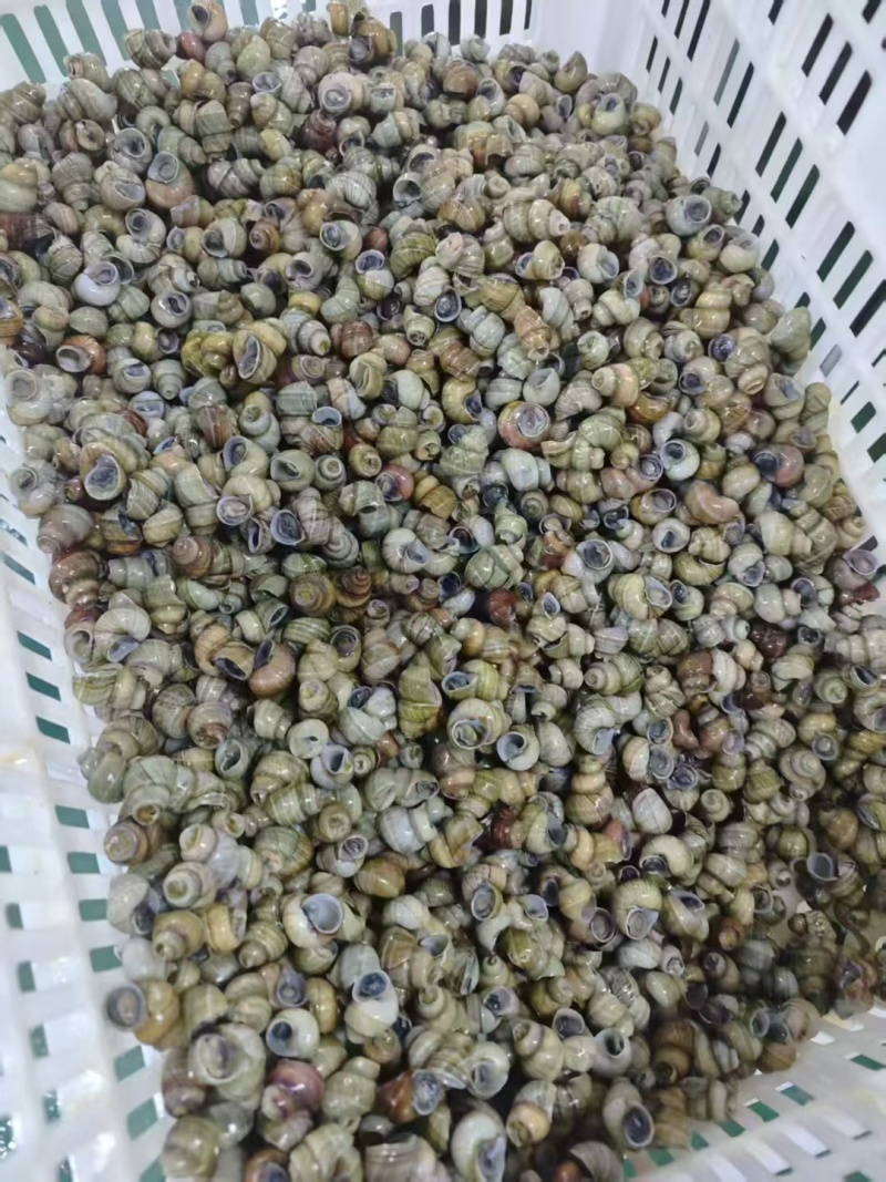 麻辣田螺加热即食