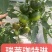 草莓番茄苗西红柿苗子铁皮柿子苗浓绿肩全国发货