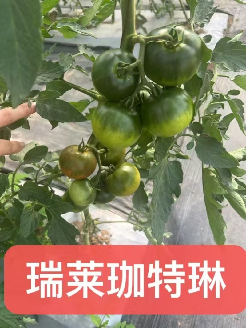 草莓番茄苗西红柿苗子铁皮柿子苗浓绿肩全国发货