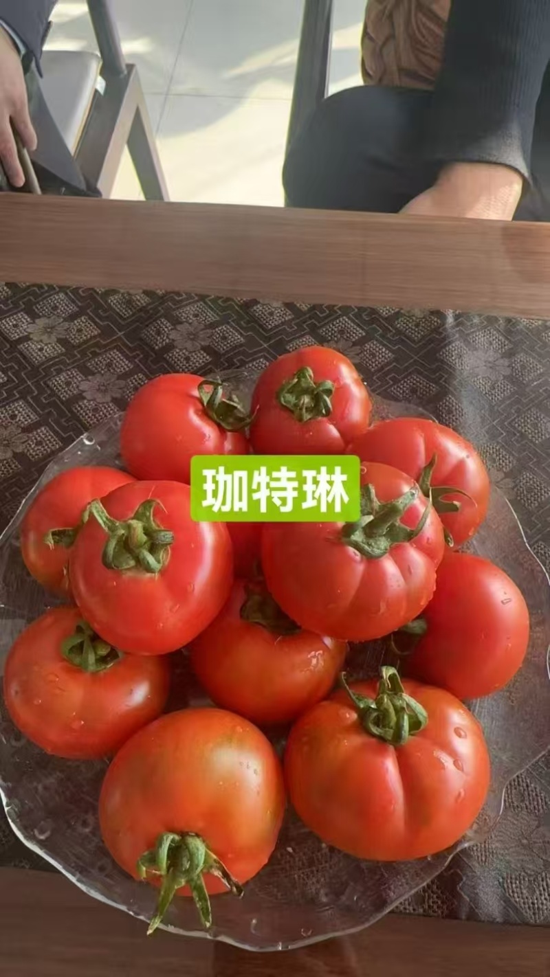 草莓番茄苗西红柿苗子铁皮柿子苗浓绿肩全国发货