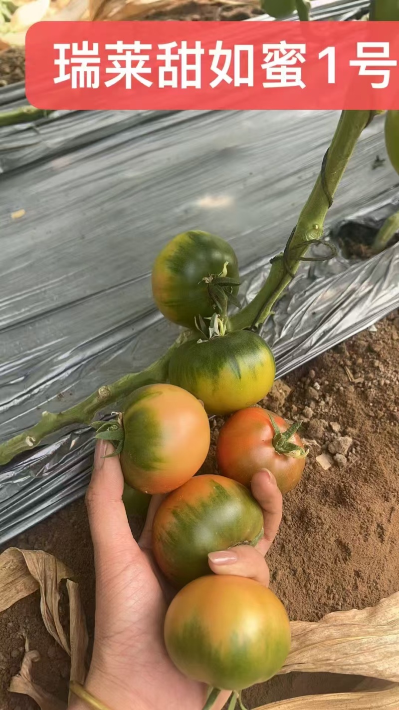 草莓番茄苗西红柿苗子铁皮柿子苗浓绿肩全国发货