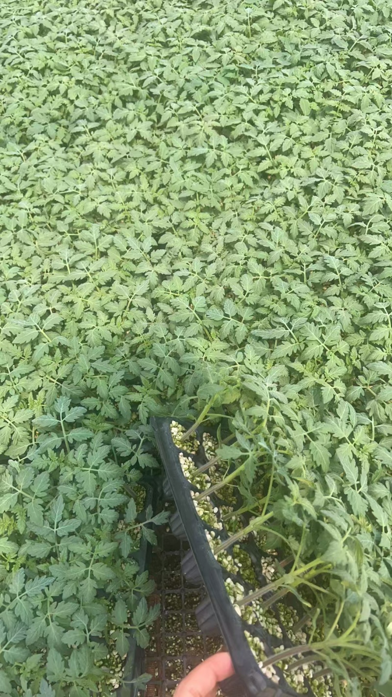 草莓番茄苗西红柿苗子铁皮柿子苗浓绿肩全国发货
