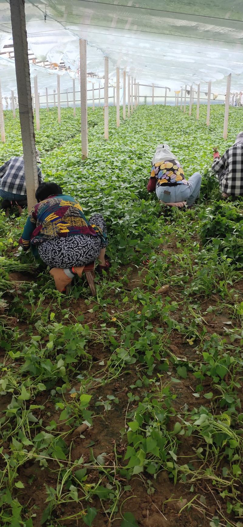商薯19红薯苗种类齐全提供技术指导量大从优