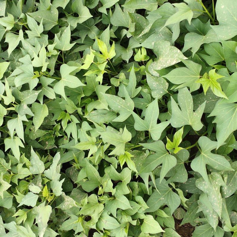 洛薯13红薯苗基地直发量大从优提供技术指导