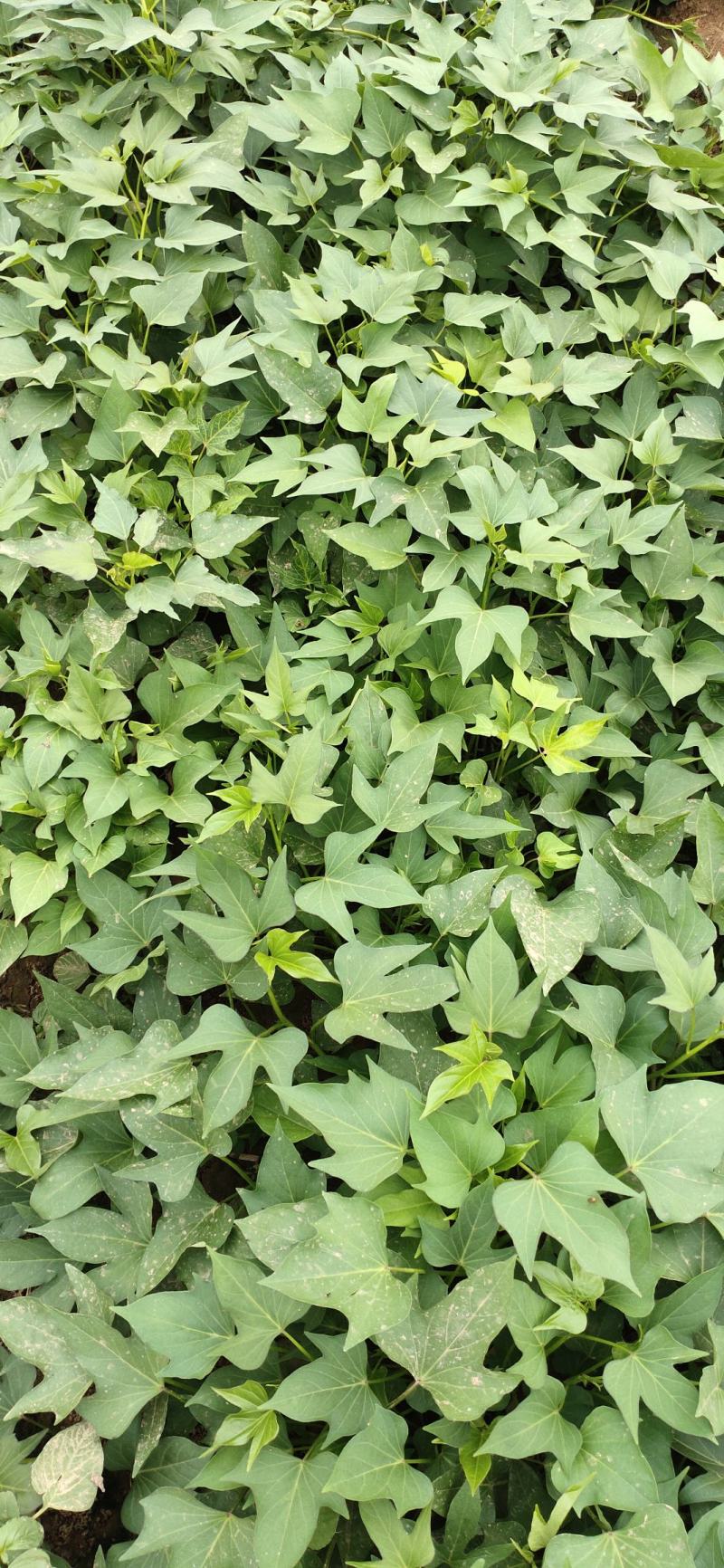 洛薯13红薯苗基地直发量大从优提供技术指导