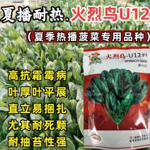 耐热菠菜种子火烈鸟夏播抗热高温油亮大叶抗病油亮菠菜蔬菜种
