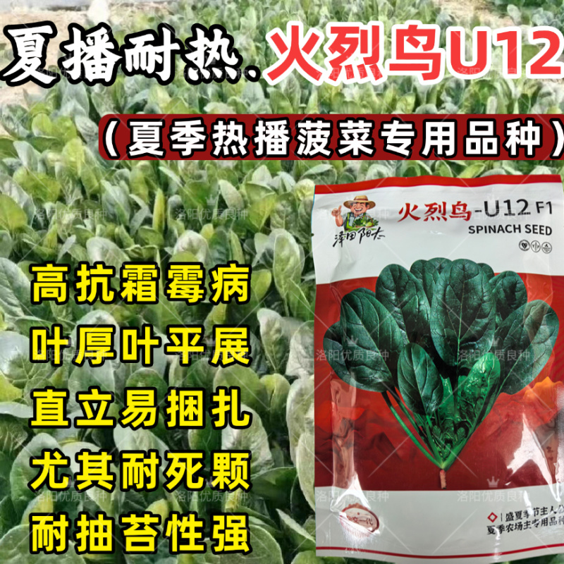 耐热菠菜种子火烈鸟夏播抗热高温油亮大叶抗病油亮菠菜蔬菜种